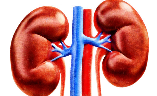 肾虚怎么办 肾虚怎么办