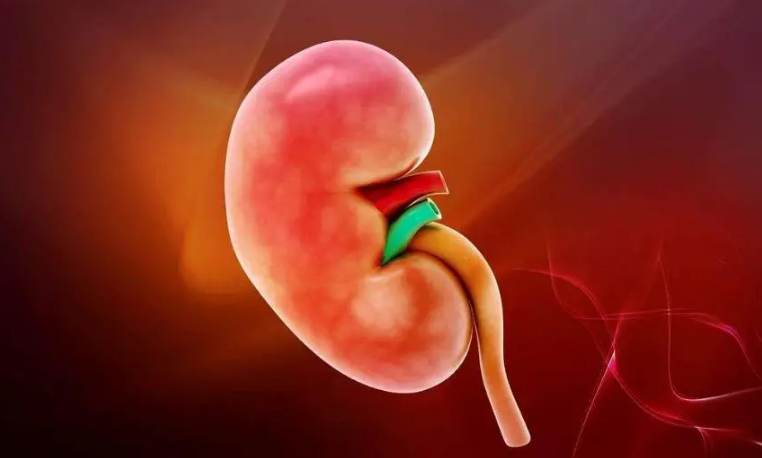 中医讲肾 中医讲肾