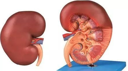 肾虚怎么办 肾虚怎么办