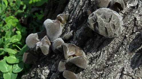 中医讲肾 中医讲肾