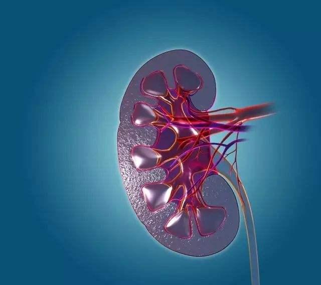 中医讲肾 中医讲肾